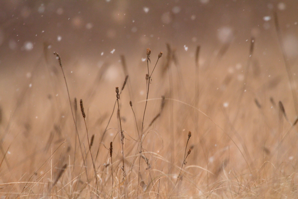 Winter's Grass